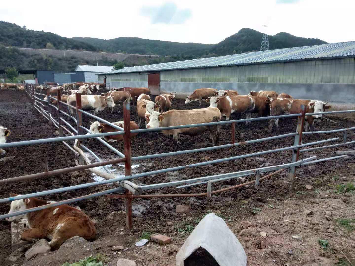 GGPoker��(�й���½)Ψһ�ٷ���վ